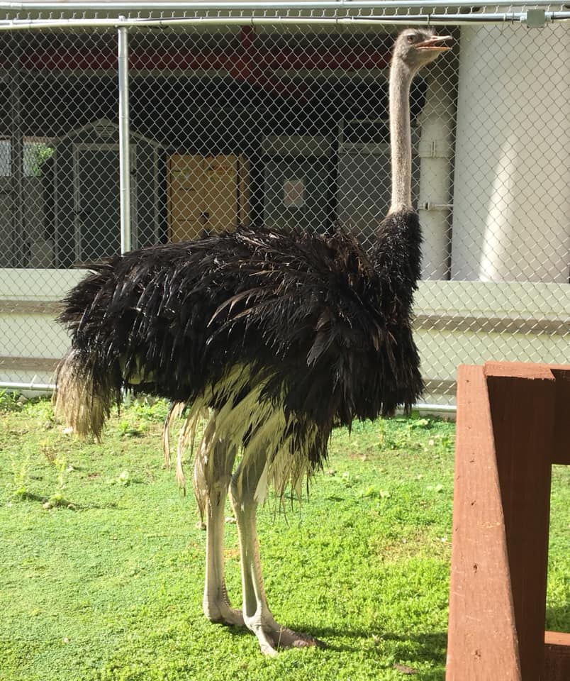 Jack The Ostrich
