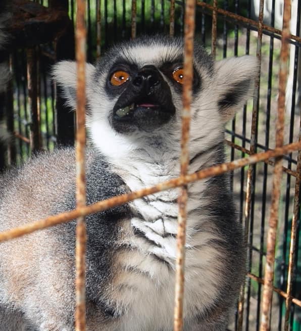 Julien the Lemur